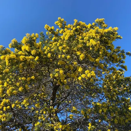 Piscine Et Pinede - Wifi