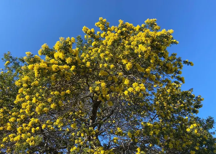 Piscine Et Pinede - Wifi